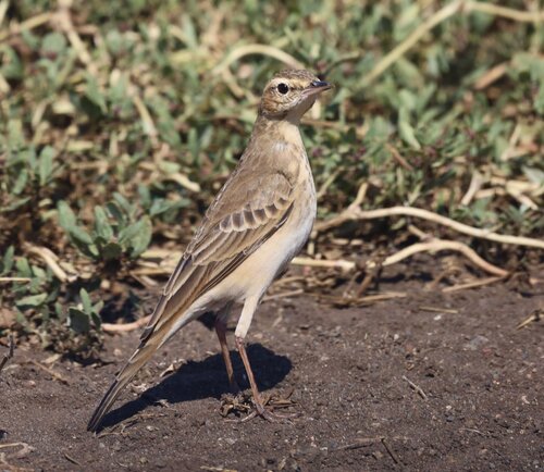 Buffy Pipit (Anthus vaalensis), photo 2