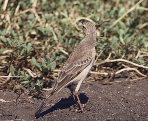 Buffy Pipit (Anthus vaalensis), photo 2