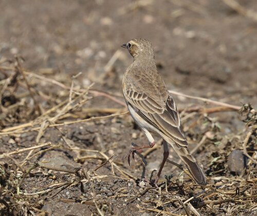 Buffy Pipit (Anthus vaalensis), photo 8