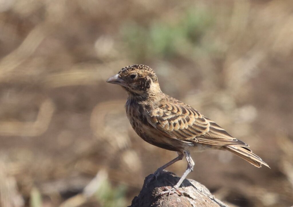 Chestnut-Backed Sparrow-Lark