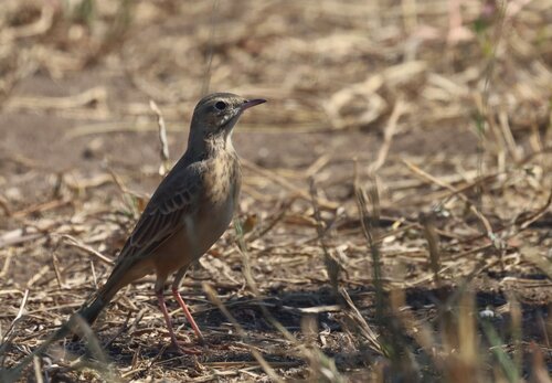 Buffy Pipit (Anthus vaalensis), photo 9