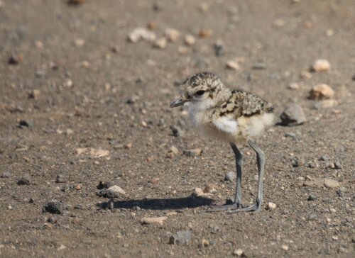 Chorlitejo pecuario (Charadrius pecuarius)