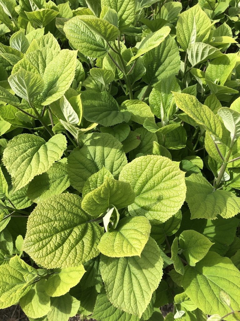 Hydrangea