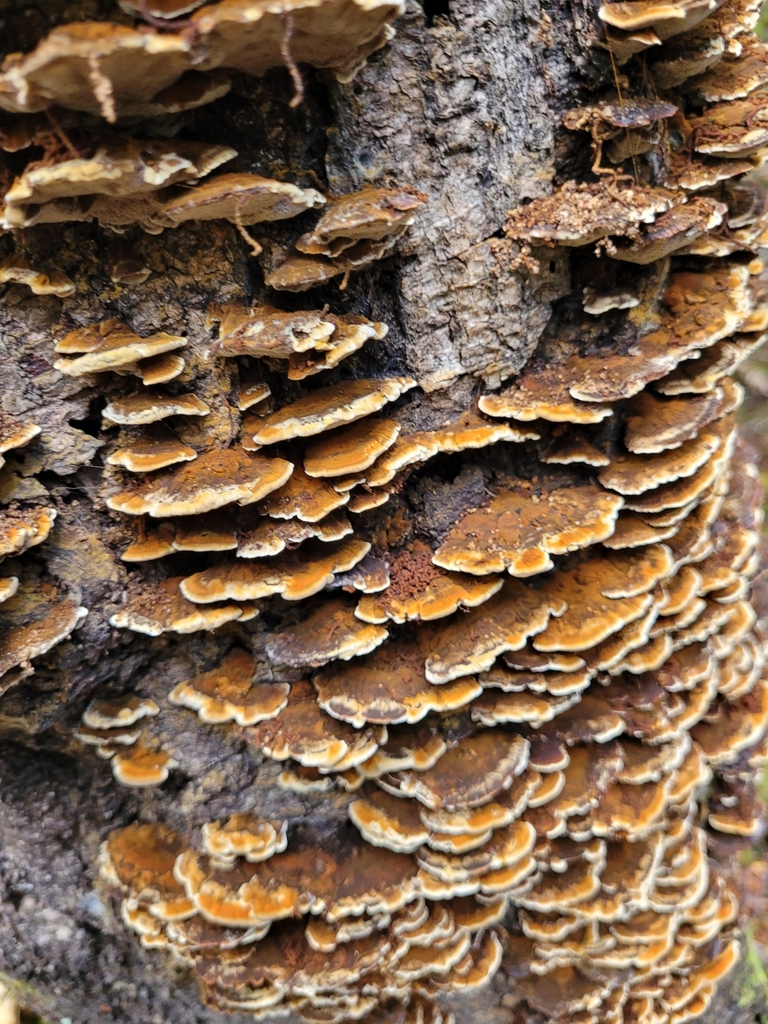 Inonotus nothofagi · May 2025 · photo: © kate_mcalpine (iNaturalist, cc-by)