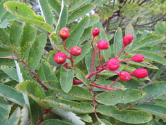 Sorbus matsumurana