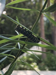 Danaus plexippus
