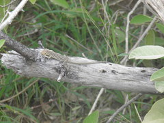 Cnemidophorus lemniscatus