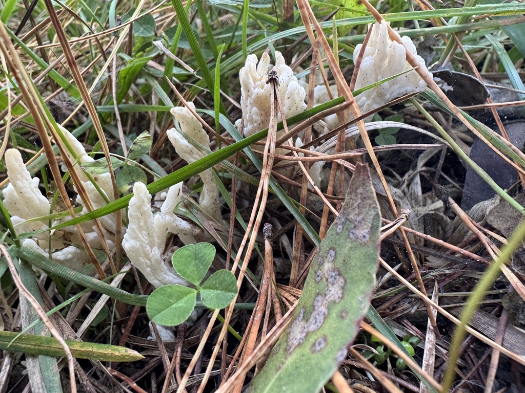 Clavulina rugosa · May 2025 · photo: © iandickie (iNaturalist, cc-by)