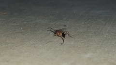 Evaniella semaeoda