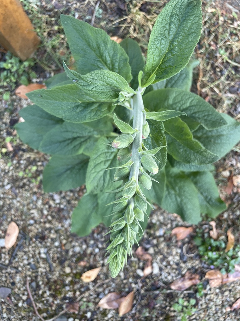 Digitalis purpurea