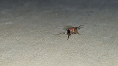 Evaniella semaeoda