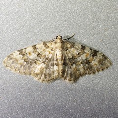 Zenophleps obscurata