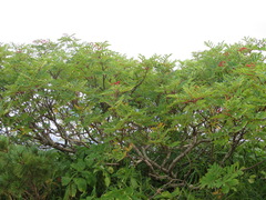 Sorbus matsumurana