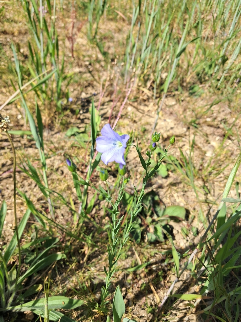 Linum usitatissimum, York YO10 5EJ, UK