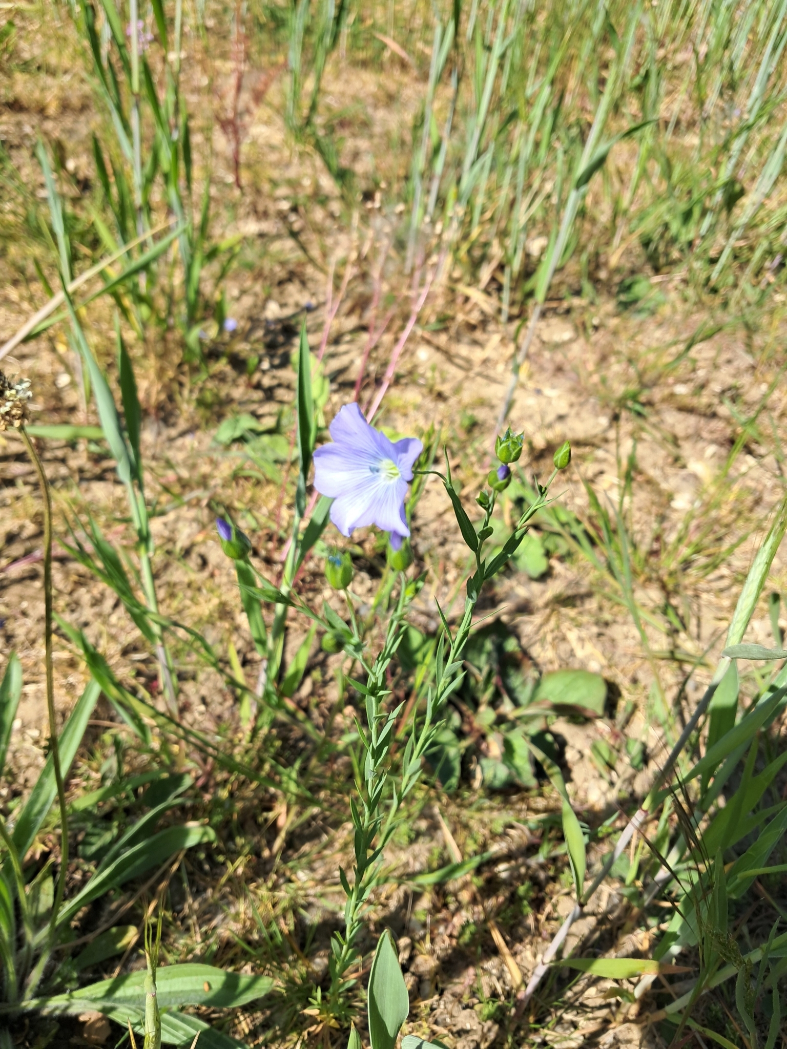 Linum usitatissimum — photo 2