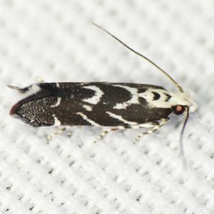 Aristotelia hexacopa