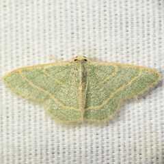 Chlorochlamys appellaria