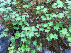 Ribes laxiflorum