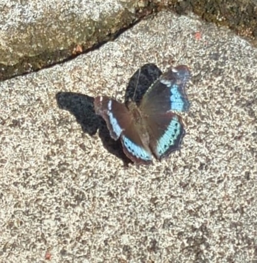 Blue Admiral