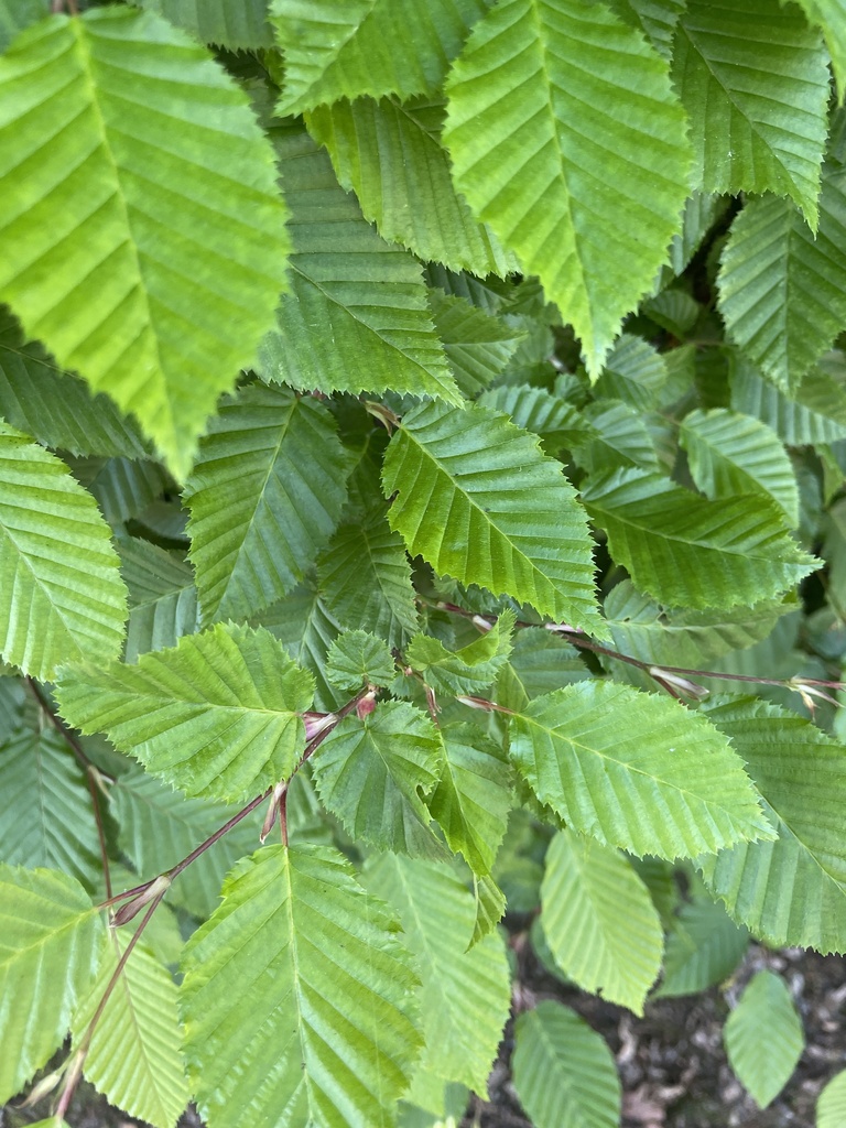 Carpinus
