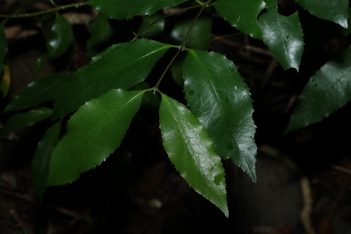 Daphnandra apatela (Daphnandra apatela)