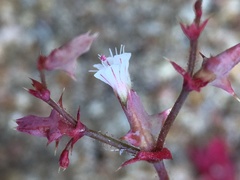 Centrostegia thurberi
