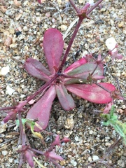 Centrostegia thurberi
