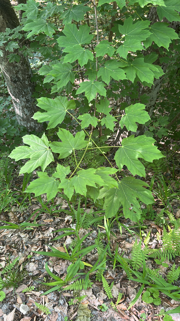 Acer