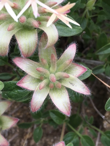 Image of Monardella nana by (c) Matt Berger, some rights reserved (CC BY)