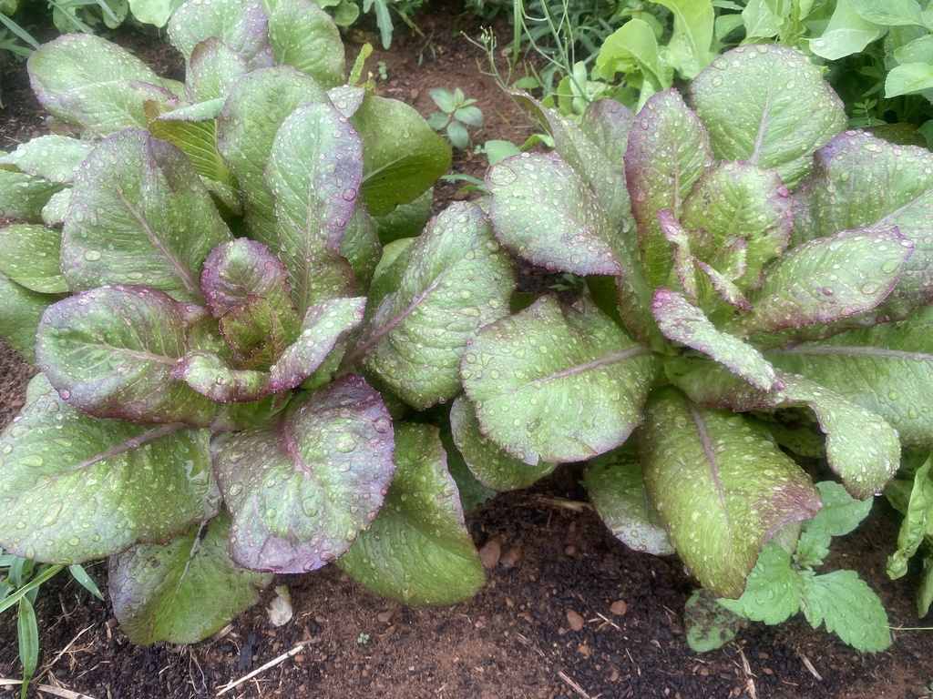 Lactuca sativa