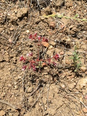 Sidotheca emarginata