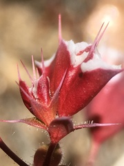 Sidotheca emarginata