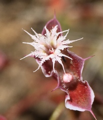 Sidotheca emarginata