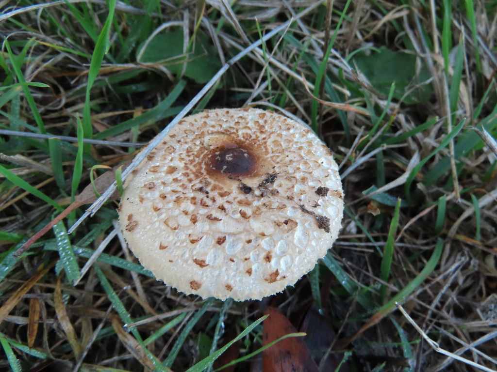 Macrolepiota clelandii · May 2025 · photo: © cygnet (iNaturalist, cc-by)