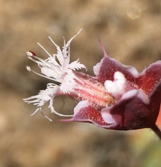 Sidotheca emarginata