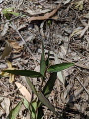 Eremophila debilis