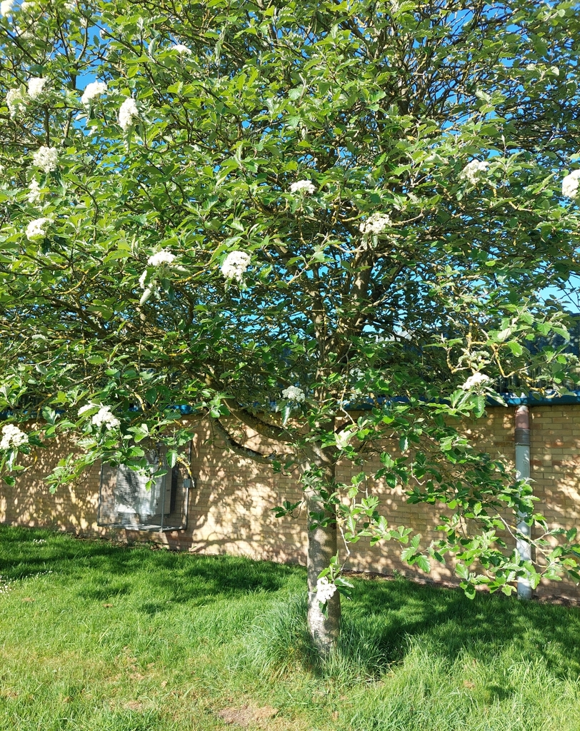 Crataegus