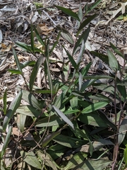 Eremophila debilis