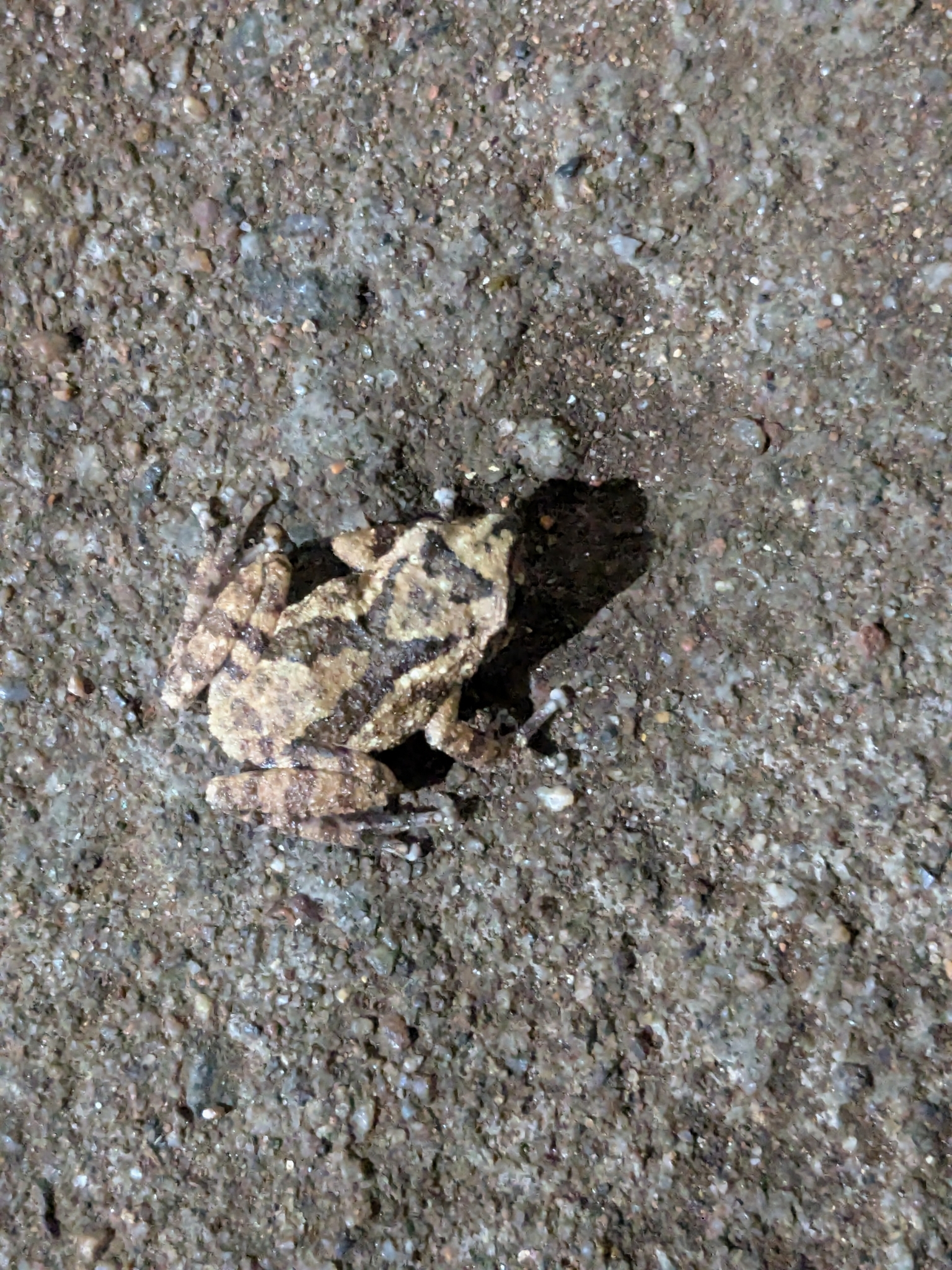 Cross-Backed Nilgiri Bush Frog