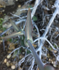 Streptanthus campestris