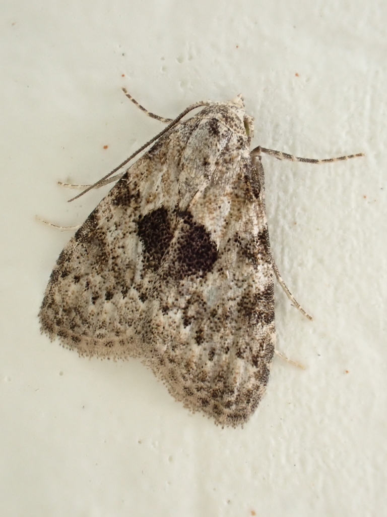 Njalkanola bimaculata
