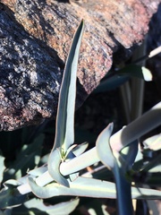 Streptanthus campestris