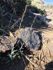 Streptanthus campestris