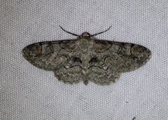 Iridopsis larvaria