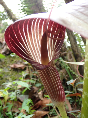 Arisaema speciosum, photograph 5