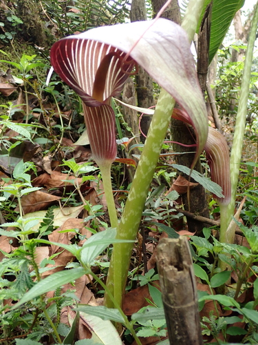 Arisaema speciosum, photograph 4