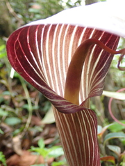 Arisaema speciosum, photograph Sagnik Dutta Roy, CC BY, iNaturalist via GBIF