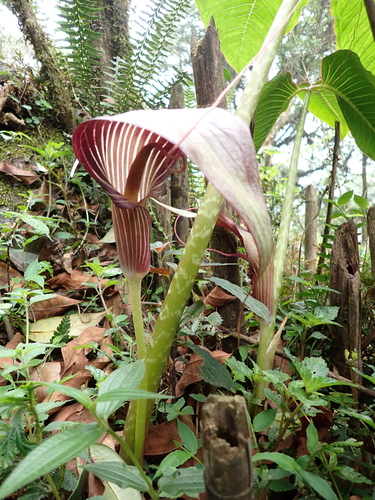 Arisaema speciosum