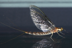 Ephemera varia