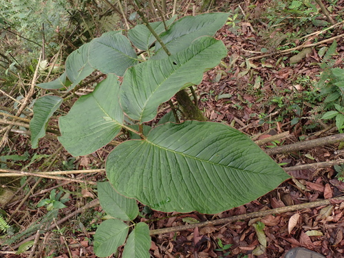 Arisaema speciosum, photograph 1